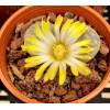 Geel Blom - Seed